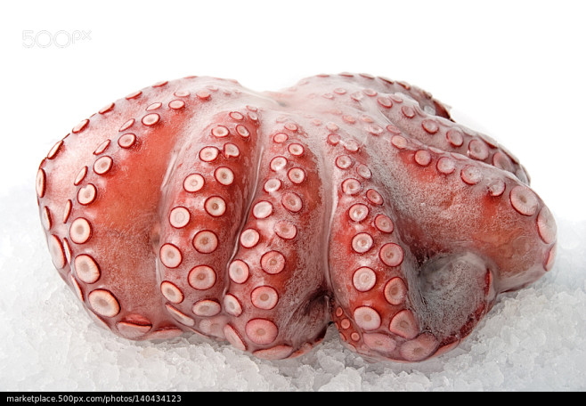 octopus - stock phot...