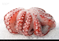 octopus - stock photo