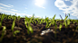 General 5184x2912 nature grass sky clear sky plants