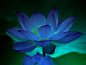  蓝莲花
学名：埃及蓝睡莲：在唐朝时传入中国，喜高温、潮湿和阳光充足的环境，白天开放。是泰国、埃及、孟加拉的国花；泰国是佛教国家，而莲又与佛有着千丝万缕的联系，无论是如来佛所坐，或观世音站立的地方，都有千层的莲花，它象征着圣洁，庄严与肃穆。信佛之人，必深爱莲花。睡莲与荷花同属睡莲科，所以有时容易把它们的名字搞混，在佛教中，则通称为莲花。