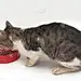有趣的猫孤立在白色的背景。用红碗吃东西。
