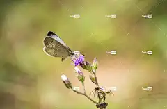 蝴蝶 美丽的花朵 花朵 授粉 花卉背景 花壁纸 昆虫 野生动物