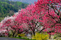 日本长野，池山温泉，桃花盛开_5172325230