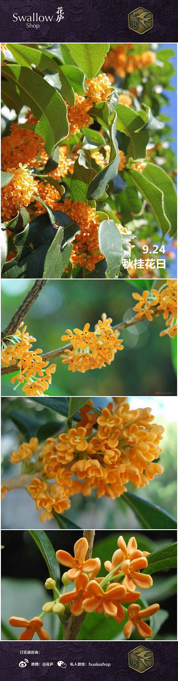 [花语·9月24日·秋桂花日]忠贞之爱。...