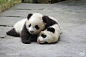 熊猫家园-pandapia
#今日美图#星愿目前只能爬树不太会玩儿木马，他表示不服[偷笑]而另一边，七巧和毛笋闺蜜俩亲密打闹，这一切，小灰灰都看在眼里[酷]“你们都给我等着～～～”