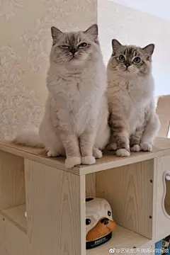 拍一波 赛级蓝(山猫)手套色布偶猫女孩 
黑mokona◈白mokona◈Brownie(已定出)◈ 
阳光明媚 要抱着猫钻暖洋洋的被窝午睡~ 

mokona姐妹有三好⇔声娇体柔易推倒
喜欢她们请联系我新的一年该有猫啦 
‣接猫流程及价位说明在置顶~ ...展开全文c