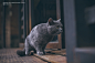 猫  二胖 吃货的猪仔  绝世杰摄影