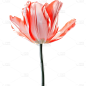 通用3D立体质感花朵元素