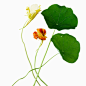 饮食,自然,影棚拍摄,草本,花_165527146_Close up of flowers and leaves_创意图片_Getty Images China