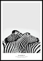 Zebra, poster  i gruppen Posters og plakater / Størrelser / 50x70cm hos Desenio AB (7951): 