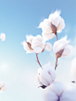 cotton flower against the sky, in the style of minimalist backgrounds, gossamer fabrics, spectacular backdrops, minimalist purity, photobashing, organic material, soft-edged