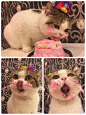 This princess enjoying her birthday cake. | Just 19 Really, Really Cute Pictures Of Cats: 
