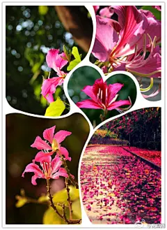#花瓣花语录#紫荆花，又叫红花羊蹄甲，为苏木科常绿中等乔木。花色紫红，形如蝴蝶般艳丽可爱。传说南朝时3个兄弟分家，准备将院子里的紫荆花树一分为三，却发现树已枯萎，落花满地。不仅感叹“人不如木也！”紫荆花花语寓意兄弟和睦，团圆、不可分离！