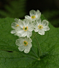 Diphylleia grayi