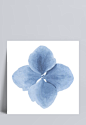 蓝色花朵|花卉,植物,蓝色,花瓣,花瓣,漂浮元素