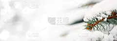 雪景上的云杉枝