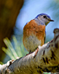 Western Bluebird checks out the neighborhood in Irvine, California