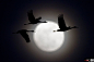 11年3月18日，月球运行至离地球最近点，为18年一遇的超级月亮日。在美国内布拉斯加州的阿尔达附近，摄影师拍下了几只沙丘鹤飞过天空的景象。AP