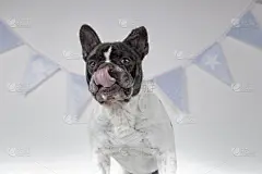 法国斗牛犬,生日,白色背景,舔嘴唇,注视镜头,生日蛋糕,可爱的,纯种犬,贺卡,吃