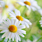Hot Sales Instant Chrysanthemum Powder 100% Naturel Photo, Detailed about Hot Sales Instant Chrysanthemum Powder 100% Naturel Picture on Alibaba.com.