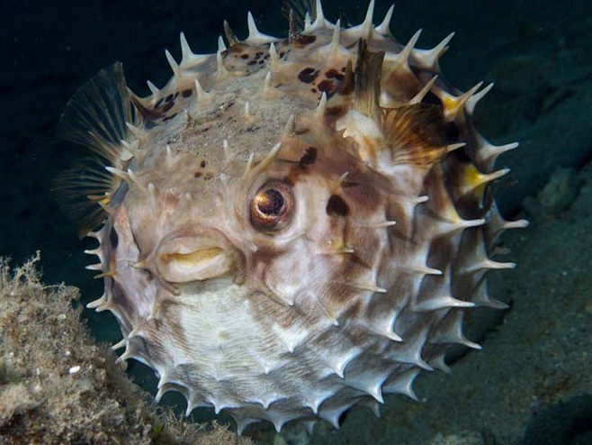 如梦如幻的神秘海洋生物