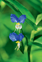 鸭拓草，开花时，2枚花瓣蓝色上扬，1枚白色下弯，整朵花形如飞虫