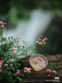 芊92采集到花