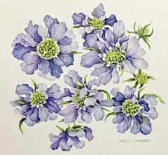 水彩--银莲花 - 高清图片，堆糖，美图壁纸兴趣社区