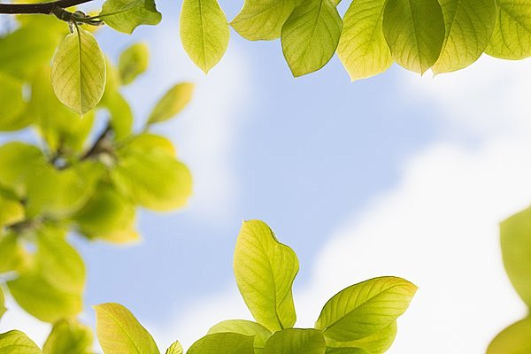 绿叶对天空
