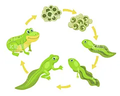 青蛙   - 源文件下载【酷图网】青蛙,田鸡,动物,卡通画,手绘