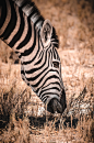 Zebra eating grasses ^斑马