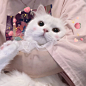 猫咪头像 - 堆糖，美图壁纸兴趣社区