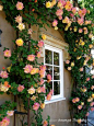 To prune Joseph's coat climbing roses: leave for two or three years, so as to grow and develop long, sturdy canes. Just keep them in bounds and remove dead or damaged stems the first years. Tie to support with stretchy floral tape. As the rose gets older 