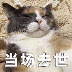 猫咪 怂 表情包20