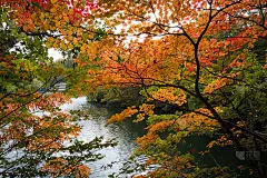 日本的秋叶在秋天的某一天