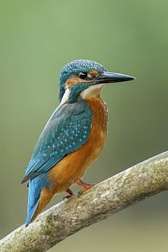 Kingfisher by Riccar...