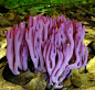 伞菌目顾名思义子实体像个伞，但是也有一些很另类的家伙，比如珊瑚菌科的家伙就会像一堆珊瑚——堇紫珊瑚菌，Clavaria zollingeri，是一种分布广泛的真菌，在林地的腐叶上生长。这种真菌的菌体颜色为紫罗兰色到紫水晶色，通常高度为5-10厘米，宽度为4-7厘米。分支从地面附近开始分叉生长，高度可达10厘米，宽可达7厘米。堇紫珊瑚菌是一种典型的珊瑚菌，孢子是白色的，它没有明显的气味，吃着有点像萝卜——但是目前还不知道这东西能不能吃。 下一张是另一株珊瑚菌。
