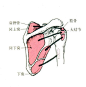 人体肌肉骨骼图例