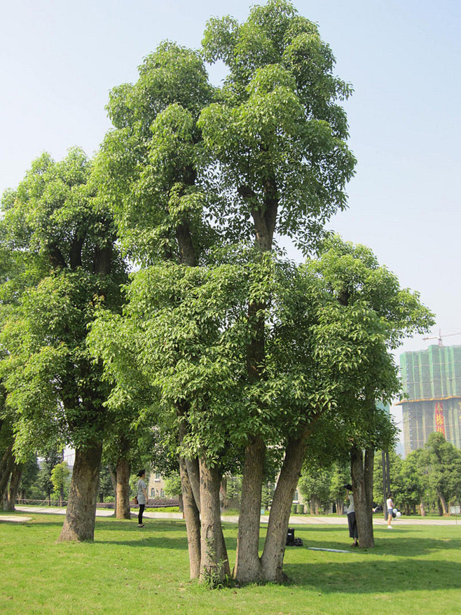 香樟树图片大全大图图片