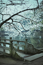 张大水的相册-武汉的樱花