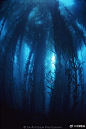                                     海藻森林 ：是由海藻所构成的海底森林，主要分布于温带到两极地区的岩岸海域。海藻森林主要由海带目的大型褐藻所构成。巨大海藻森林分布于北美太平洋沿岸海域，在涌升流丰富营养盐的滋润下，巨藻可长于60米以上，叶片基部的气囊，使海藻能向海面上延伸，形成巨大海底森林景观。
海藻森林可以影响沿海海 ​​​​...展开全文c                            