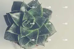 桌面背景 颜色 植物 孤立 Mac壁纸 大自然壁纸 桌面背景