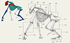 烏鴉=_=采集到骨骼-肌肉-结构-形体