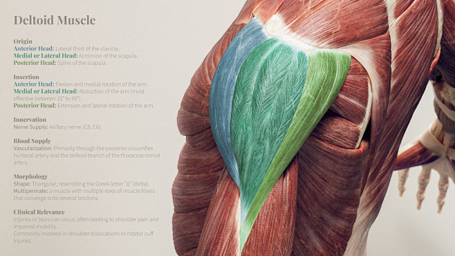 Deltoid Muscle Anato...