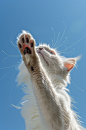 AI数字艺术可爱布偶猫图片-众图网