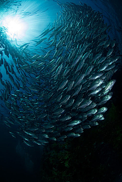 制图小柯采集到H海洋生物