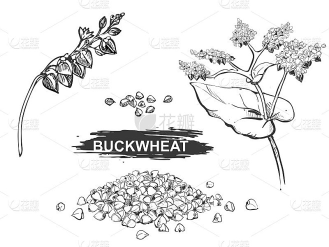 手绘插图一套荞麦，谷物。草图。