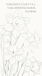 水仙：NARCISSUS TAZETTA L. VAR. CHINENSIS ROEM.水仙花在过年象征－－思念，表示团圆。