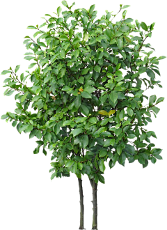 筱渥采集到W-植物素材