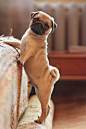  <a class="text-meta meta-tag" href="/search/?q=狗狗">#狗狗#</a>